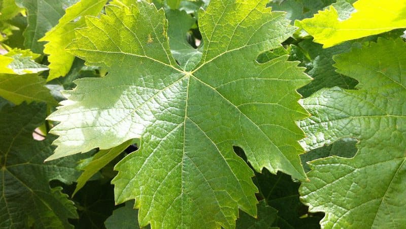 Vinograd od aprila do juna mjeseca – Njega i radovi