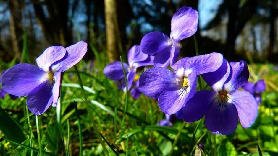 ljubičica