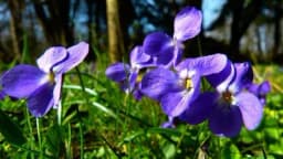 Ljubičica - Poznata je kao dekorativna biljka, a veoma je ljekovita