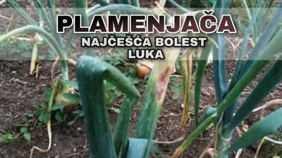 Plamenjača luka - simptomi i zaštita