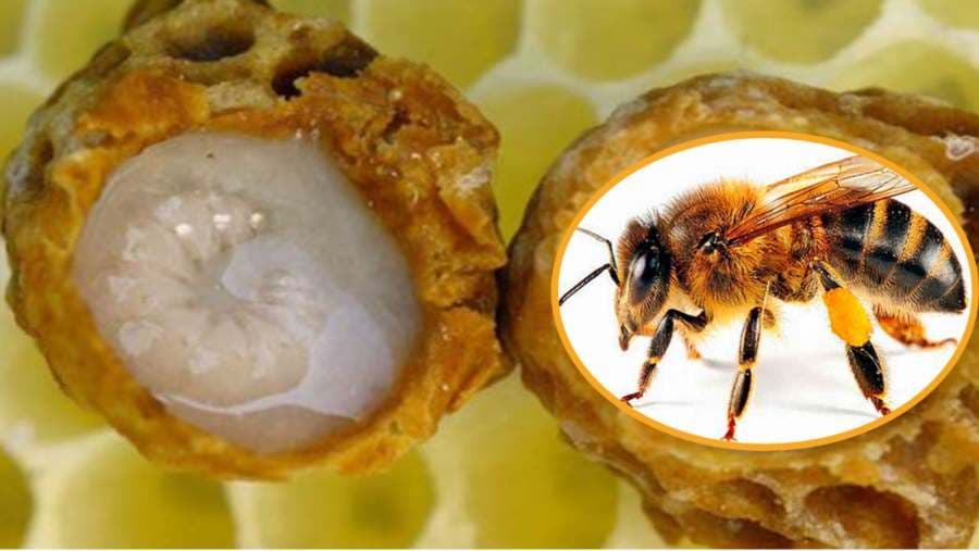 Matični mliječ: Evo kako da ga koristite, da biste oporavili svaku ćeliju u tijelu!