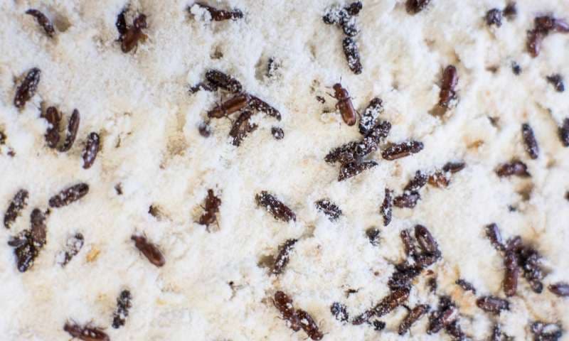 Evo kako da se rješite kuhinjskih moljaca