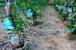 Sistem za NAVODNJAVANJE biljaka pomoću PLASTIČNIH FLAŠA