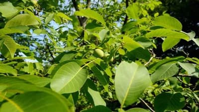 Klimatski činioci koji utiču na gajenje oraha