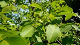 Klimatski činioci koji utiču na gajenje oraha