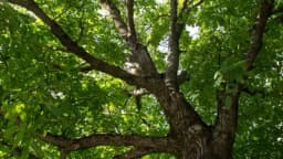 Zašto je ORAH otrovan i zašto se ne smije SADITI u blizini KUĆE?