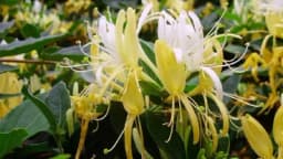 Orlovi nokti: Mirisna neuništiva puzavica, otporna i na toplotu i na hladnoću!