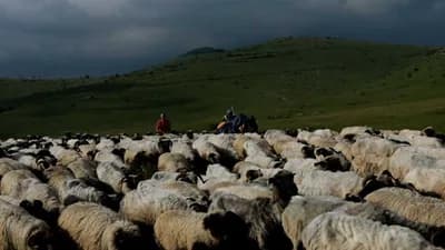 PRODAJE 1.500 OVACA I JAGNJADI Za najveće stado na Manjači traži cifru od koje će vam se zavrtjeti u glavi