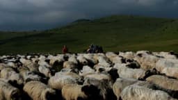 PRODAJE 1.500 OVACA I JAGNJADI Za najveće stado na Manjači traži cifru od koje će vam se zavrtjeti u glavi