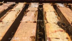 Kako suzbiti varou zimi?