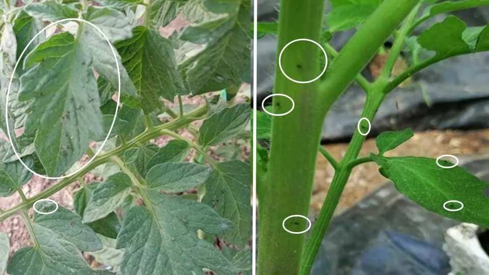 Tresetna mušica - štetočina mnogih biljaka