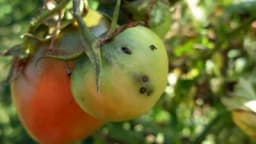 Uz ove trikove otjerajte insekte sa paradajza i krastavca bez hemije