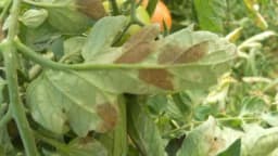 Pljesnivost lista paradajza i suzbijanje ove bolesti