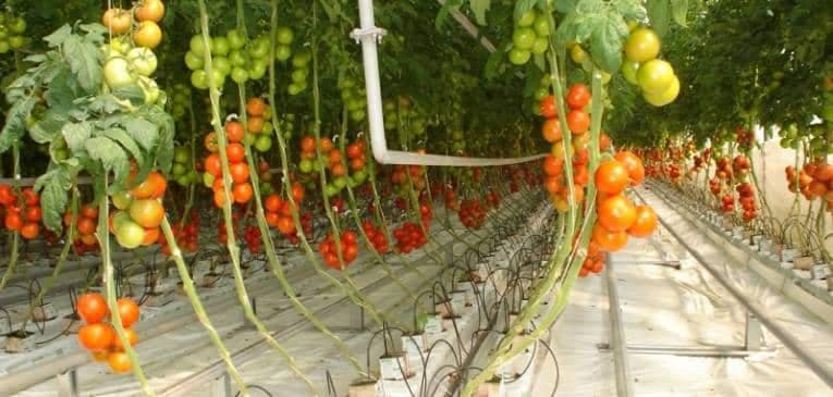 Uzgoj paradajza na kamenoj vuni