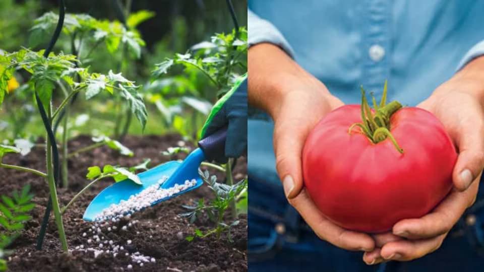 Prirodna đubriva od kojih paradajz buja