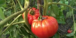 Kako čuvati paradajz da ne postane brašnast?
