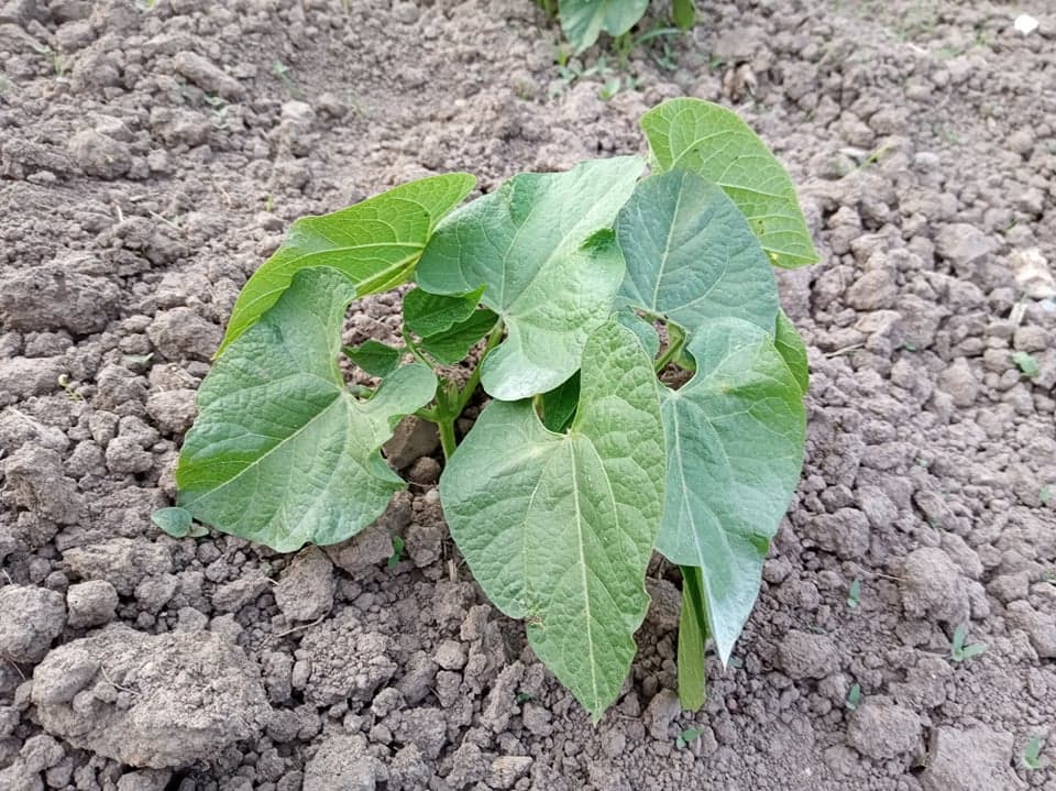 PASULJ: Mozaik lista izaziva virus, kako ga zaštititi