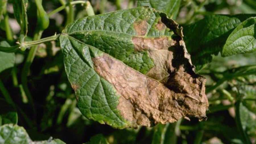 Bakterijska pjegavost lista pasulja