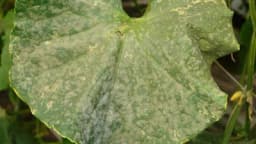 Pepelnica krastavca: Kako je prepoznati i kako je suzbiti