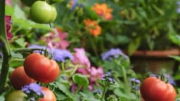 Zašto bi trebalo da uvijek sadite cvijeće pored vašeg povrća