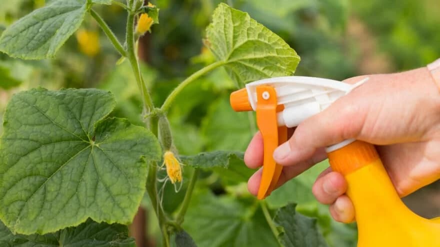 Jednostavno sredstvo za suzbijanje korova - Potrebna su samo 3 sastojka koja imate u svojoj kuhinji!