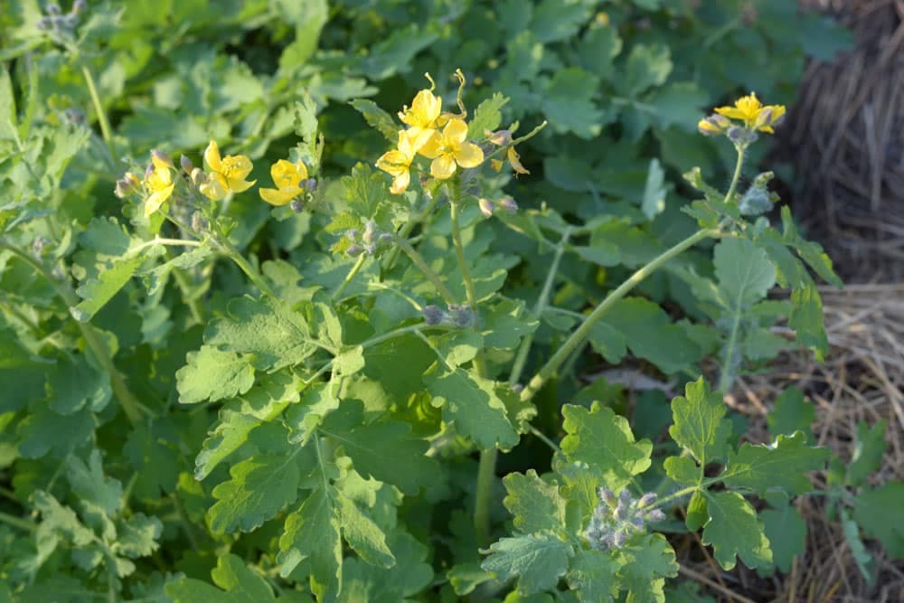 Bradavice na licu - Preporuka travara za uspješno uklanjanje ovih izraslina
