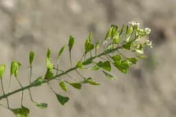 Rusomača: Najmoćnija ljekovita biljka za žene