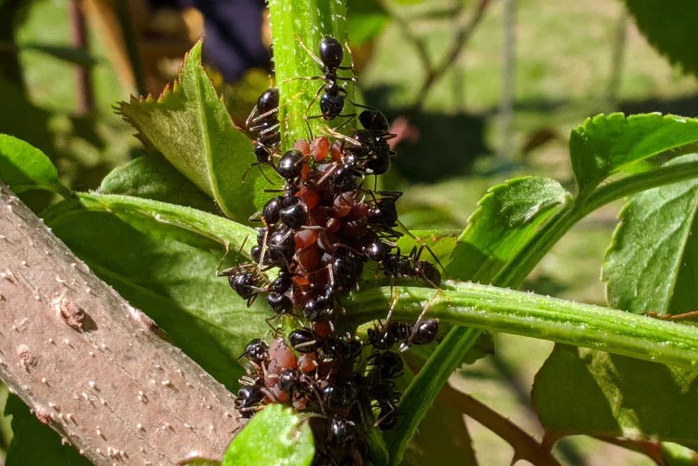 Proljetna zaštita ruža od štetočina i bolesti na prirodan način