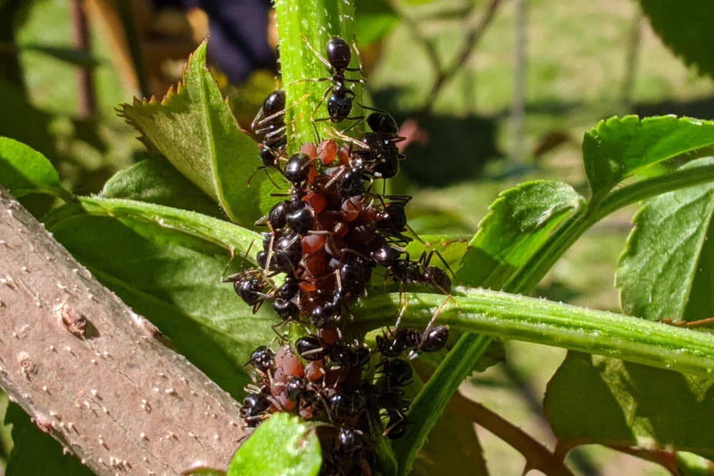 Proljetna zaštita ruža od štetočina i bolesti na prirodan način