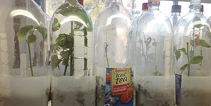 Evo kako da sami napravite sadnice ruža