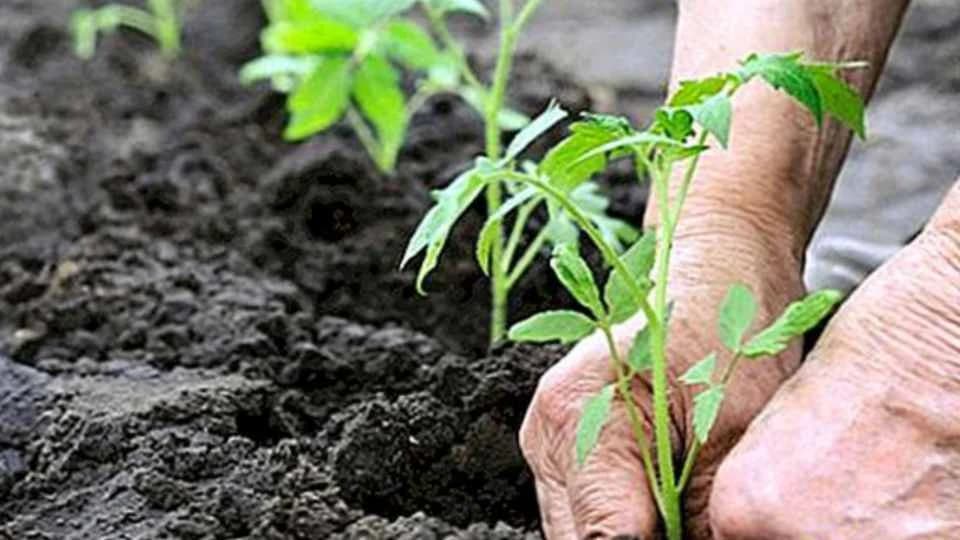 Rasađivanje paradajza – Šta treba da uradite da biste imali visok prinos