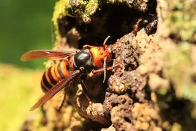Stršljen – Trebamo li ga se zaista bojati?