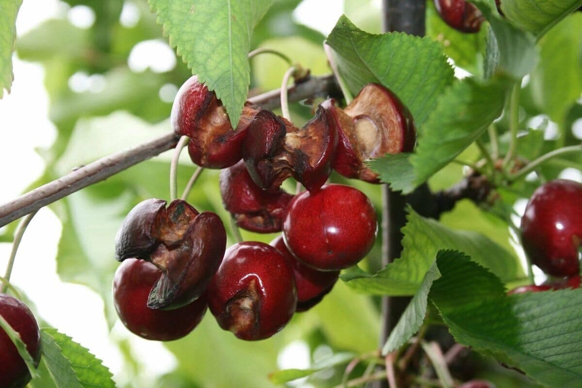 Kako da spriječte pucanje plodova trešnje