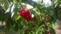 Trešnja: Zaštita tokom razvoja voćke i ploda