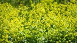 Kako se GAJI VIRAK u bašti – Najbolji prijatelj žena