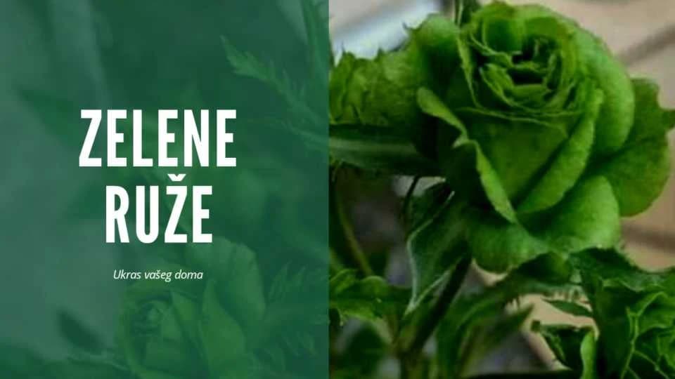 Zelene ruže - Nemaju latice ali ipak očaravaju izgledom!