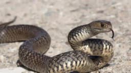 NARODNA VJEROVANJA: Pojavljivanje zmija u dvorištu ima proročki karakter: ONOGA KO UBIJE ZMIJU “ČUVARKUĆU”, ČEKA – STRAŠNA SUDBINA