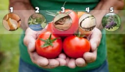 Top 5 najefikasnijih prirodnih đubriva!