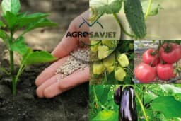 Kako đubriti krastavac, paradajz, papriku i patlidžan?