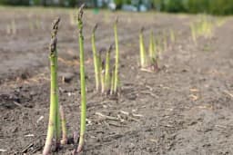 Čudesno povrće: Jednom ga posadite i godinama ubirete plodove