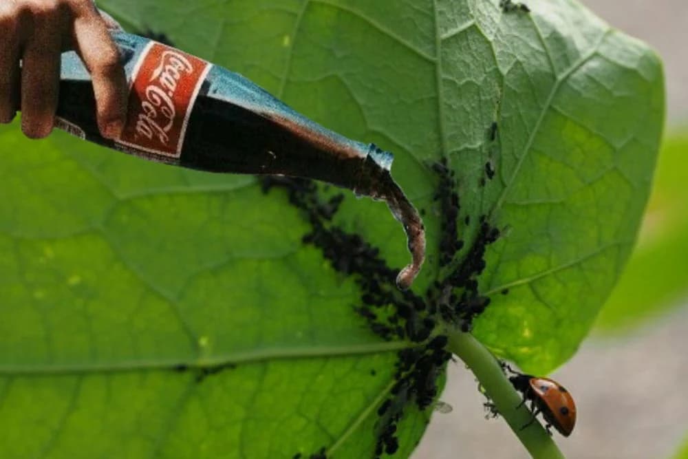 COCA COLA KAO SREDSTVO ZA SUZBIJANJE BILJNIH VAŠI