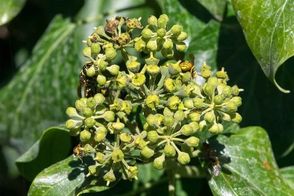 "Med od bršljana" - Njegovo cvijeće privlači pčele