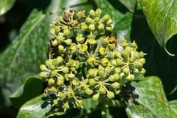 "Med od bršljana" - Njegovo cvijeće privlači pčele