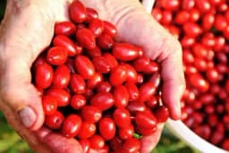 Čaj i sok od ljekovitog DRENA