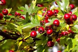 Glog - Jedna od najljekovitijih biljka na svijetu