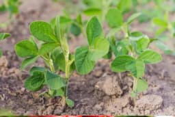 Dvije berbe ili žetve u jednoj sezoni – dupli prihod