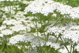 Kunica, hajdučka trava, stolisnik: Spas za sve tegobe