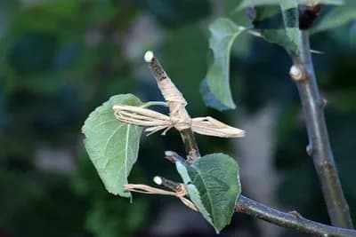 Kalemljenje voćaka na zeleno u toku vegetacije