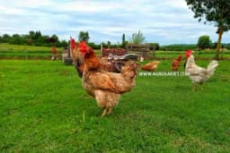 Ishrana kokoški u ljetnjim mjesecima