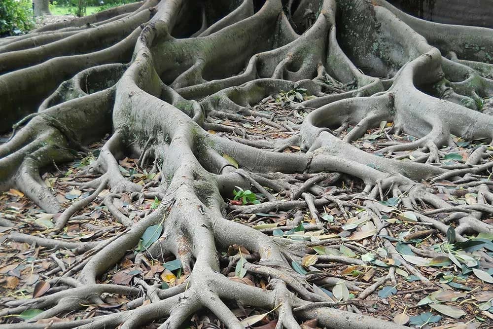 Biljke "pričaju" pomoću korijena - razlog je zadivljujući!
